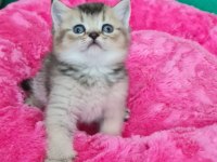 British Shorthair yavrumuz sizleri bekliyor