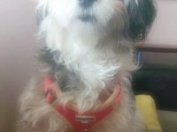 Uyguna dişi terrier