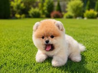 İZMİRİN POMERANİAN BOO KÖPEĞİ