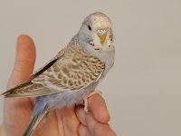 3 AYLIK DİŞİ JUMBO MUHABBET