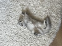 Ücretsiz British Longhair