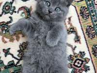 SAFKAN DUMAN BRİTİSH ERKEK