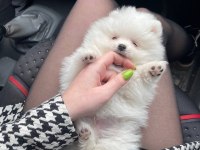 Pomeranian boo yavru köpeği
