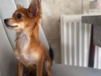 Sevecen minik pinscher