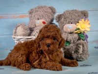 Toy Poodle Irk Garantili Yavrularım