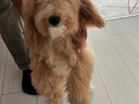 Sahiplendirmek toy poodle