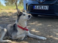 SİBİRYA KURDU HUSKY TAKAS DÜŞÜNÜLÜR