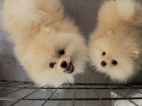Pomeranian Boo 3 Aylık Erkek