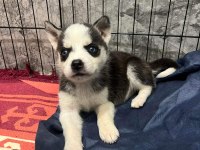 Husky yavrularımız yeni ailesini bekliyor