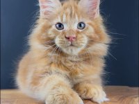 Gerçek XXL Maine Coon Muhteşem Kırmızı Erkek
