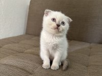 Blue point british shorthair kızımız