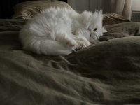 Chinchilla safkan erkek 1 yaşında