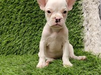 FRENCH BULLDOG HARİKA GÜZELLİKLER
