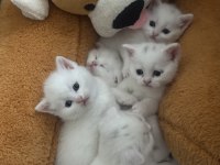 Böyle british shorthair güzellik yok