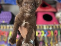 Kalite isteyene çikolata longhair chihuahua bebekler