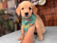 Her ailenin hayali golden retriever bebekleri