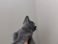 SCOTTİSH STRAİGHT ERKEK KEDİMİZ