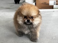 Kendi yetiştidiğim köpeğimin pomeranian yavruları
