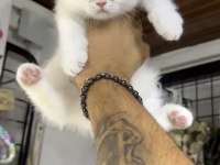 Siyah renk balgöz british shorthair