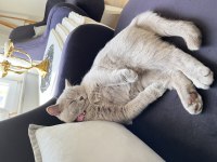 Eğitimli Aşılı British Shorthair