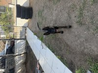 3 Aylık Dikili Bergama Ayvalık Belçika Kurdu