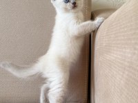 A KALİTE BRİTİSH SHORTHAİR BLUEPOİNT