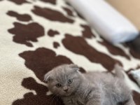 Safkan scottish fold top kafa