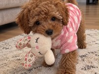 Safkan Toy Poodle Köpeğimiz