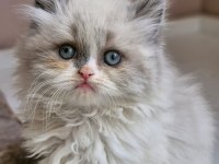 2 aylık Erkek British Longhair Ragdoll