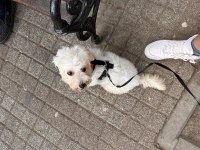 Ücretsiz Sahiplendirme Maltese