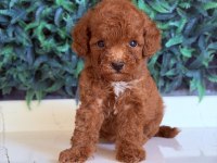 Sakarya toy poodle