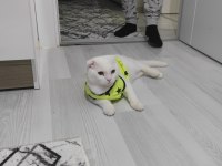Scottish fold yavru