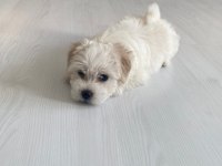 50 günlük dişi 0 numara terrier kuru mama yiyor