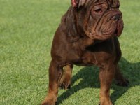 Hermes Rojo and Tan Velvet Bigrope French Bulldog