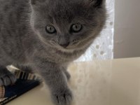 Süper kardeş kediler üreticiden