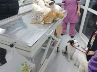 40 günlük jack russell köpekler
