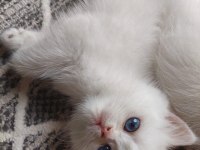 Efsane güzellikte british shorthair bebekler