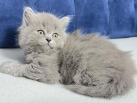 2 Aylık Kızımız British Longhair