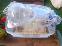 HAMSTER VE YUVASI