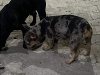 Fransız bulldog 2 adet