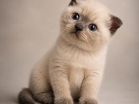 3 Haziran Doğumlu Scottish Fold Dişi Kediler