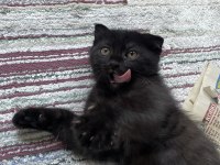 Nadir bulunan Brumo Black scottish fold