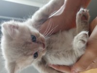 Scottish fold yavru
