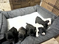 French bulldog yavruları rezervasyon dişi erkek