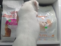 2 AYLIK ERKEK JACK RUSSELL