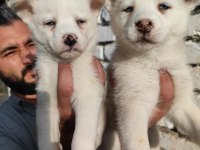 A kalite orijinal husky Sibirya yavrular