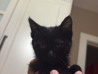 KEDİMİZ RAFADAN YUVA ARIYOR