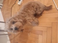 Boncuk gözlü poodle