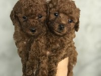 Toy Poodle Kilo Ve Boy Garantili