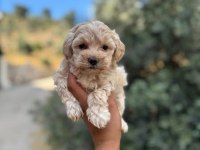 Evinize Neşe Getirecek Teacup Maltipoo Yavrularımız